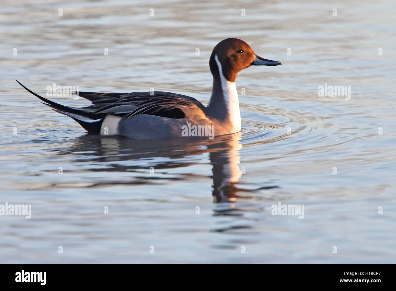 Le Canard pilet (Anas acuta) mâle, natation, Gloucestershire, Angleterre, Royaume-Uni. Banque D'Images