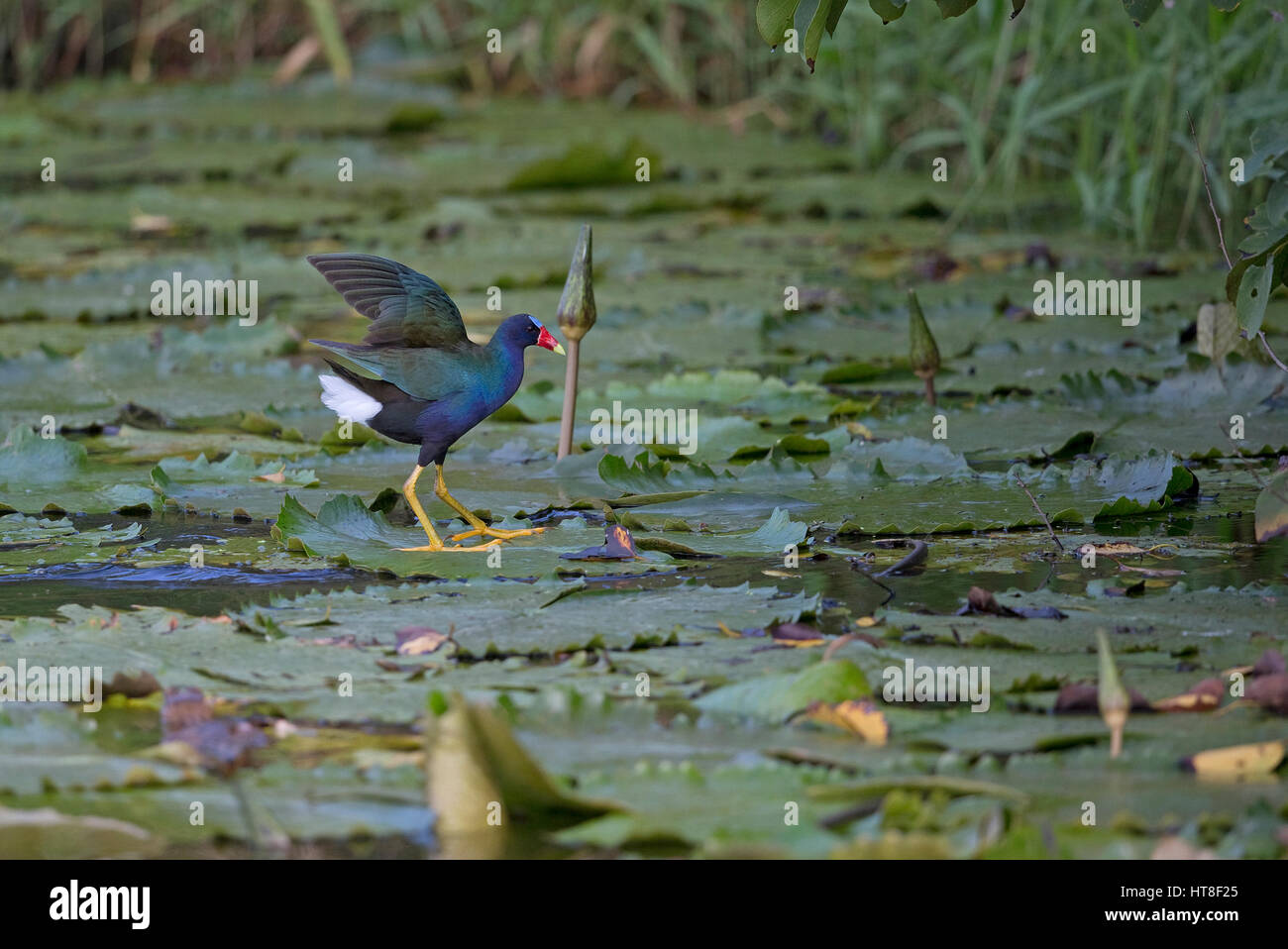 Purple Gallinule Porphyrio martinicus () Banque D'Images