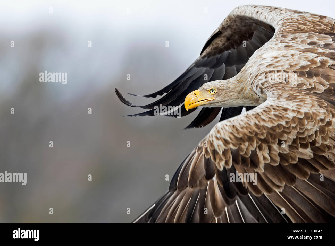 Le cerf de sea-eagle (Haliaeetus albicilla), adulte, en vol portrait, Gostynińsko Włocławski-parc, Pologne Banque D'Images