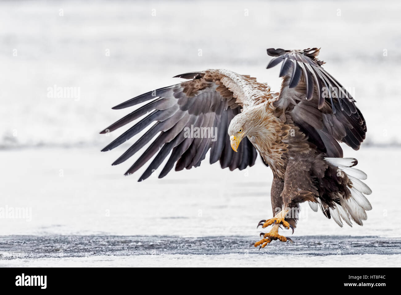 Le cerf de sea-eagle (Haliaeetus albicilla), des profils avec atterrissage sur un lac gelé, Gostynińsko Włocławski-parc, Pologne Banque D'Images