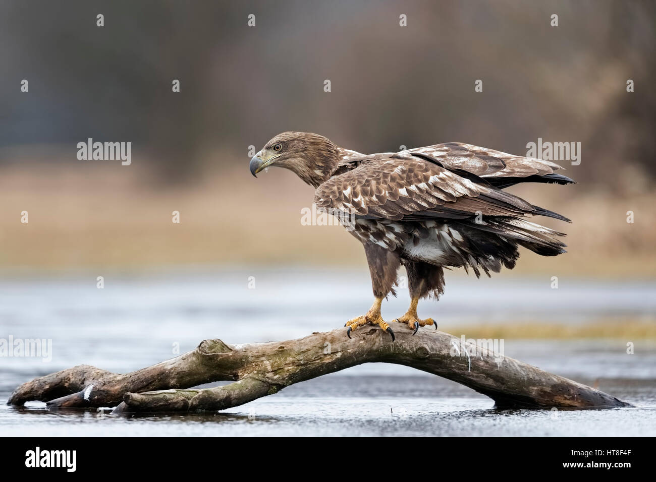 Le cerf de sea-eagle (Haliaeetus albicilla), jeune oiseau debout sur tronc d'arbre dans l'eau, Gostynińsko Włocławski-Park Banque D'Images