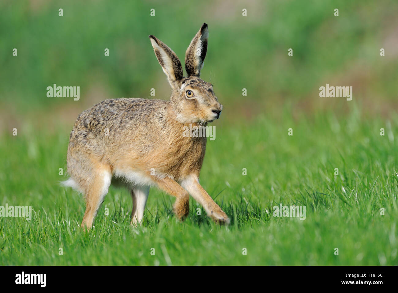 Scampering european hare (Lepus europaeus), l'île de Texel, Pays-Bas Banque D'Images