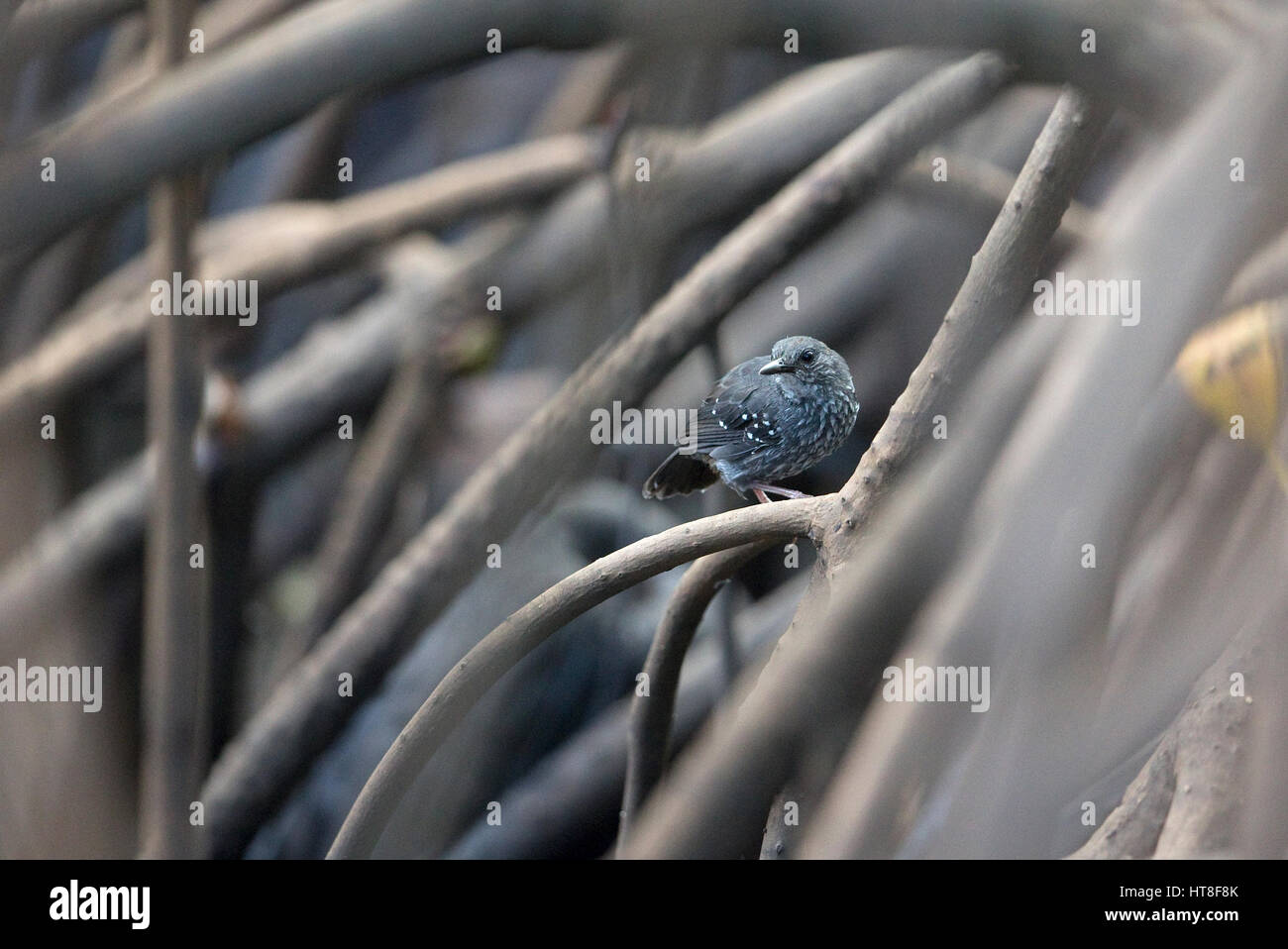 Silvered Antbird (Sclateria naevia) Banque D'Images