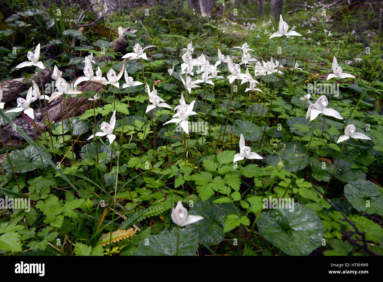Codonorchis lessonii orchidées de chien dans la forêt de hêtres, Dientes de Navarino, l'Île Navarino, au sud du canal de Beagle, au Chili Banque D'Images