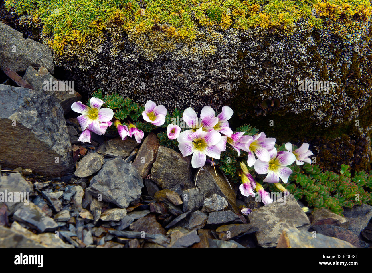 Fleurs alpines Oxalis enneaphylla, Dientes de Navarino (dents de Navarin) sur l'Île Navarino, au sud du canal de Beagle, au Chili Banque D'Images