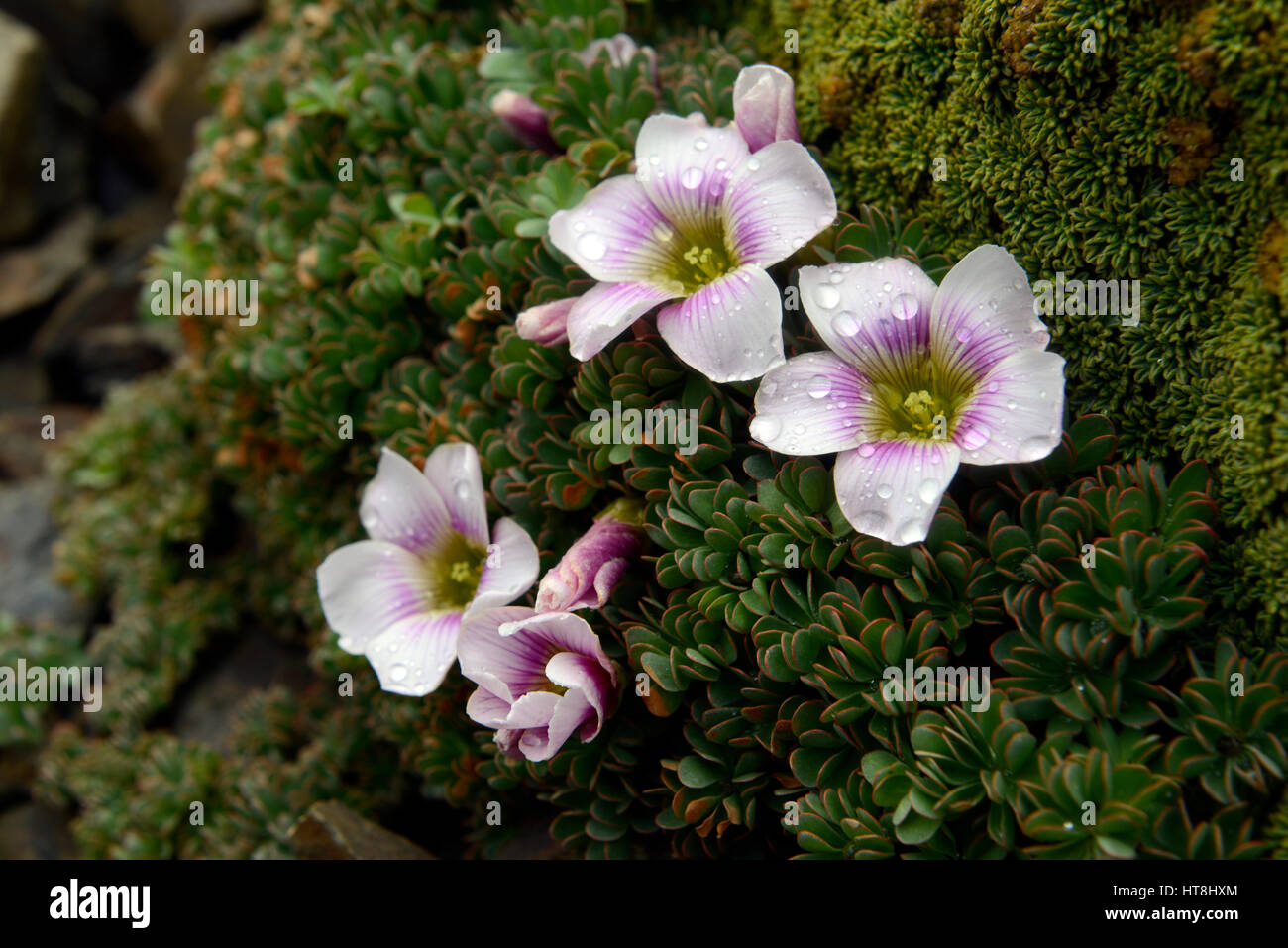 Fleurs alpines Oxalis enneaphylla, Dientes de Navarino (dents de Navarin) sur l'Île Navarino, au sud du canal de Beagle, au Chili Banque D'Images