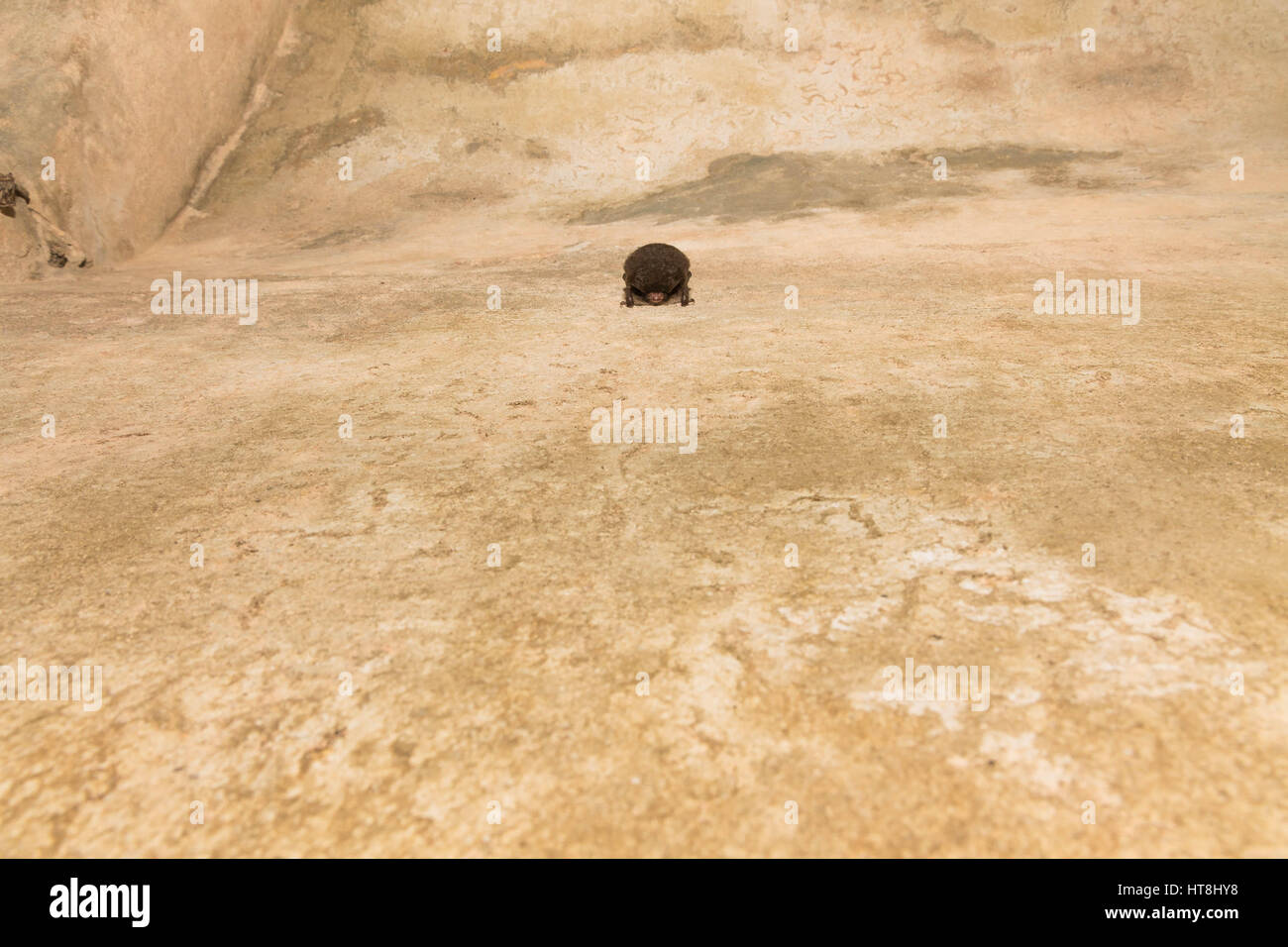 Bat dormir dans un tunnel souterrain. Le bat sur le mur. Banque D'Images