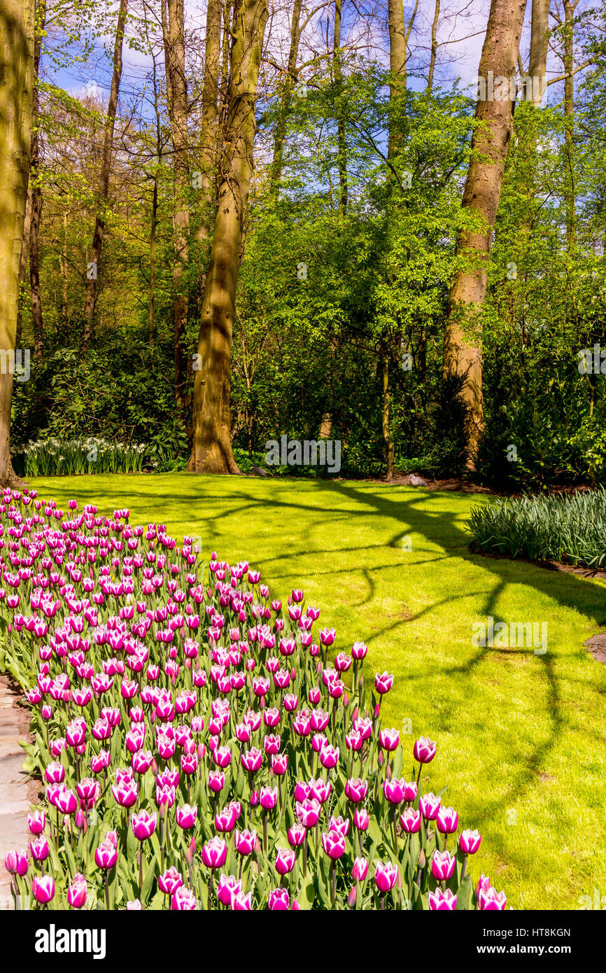 Jardin fleuri. Magnifique parc jardin au printemps. beau jardin de fleurs Banque D'Images