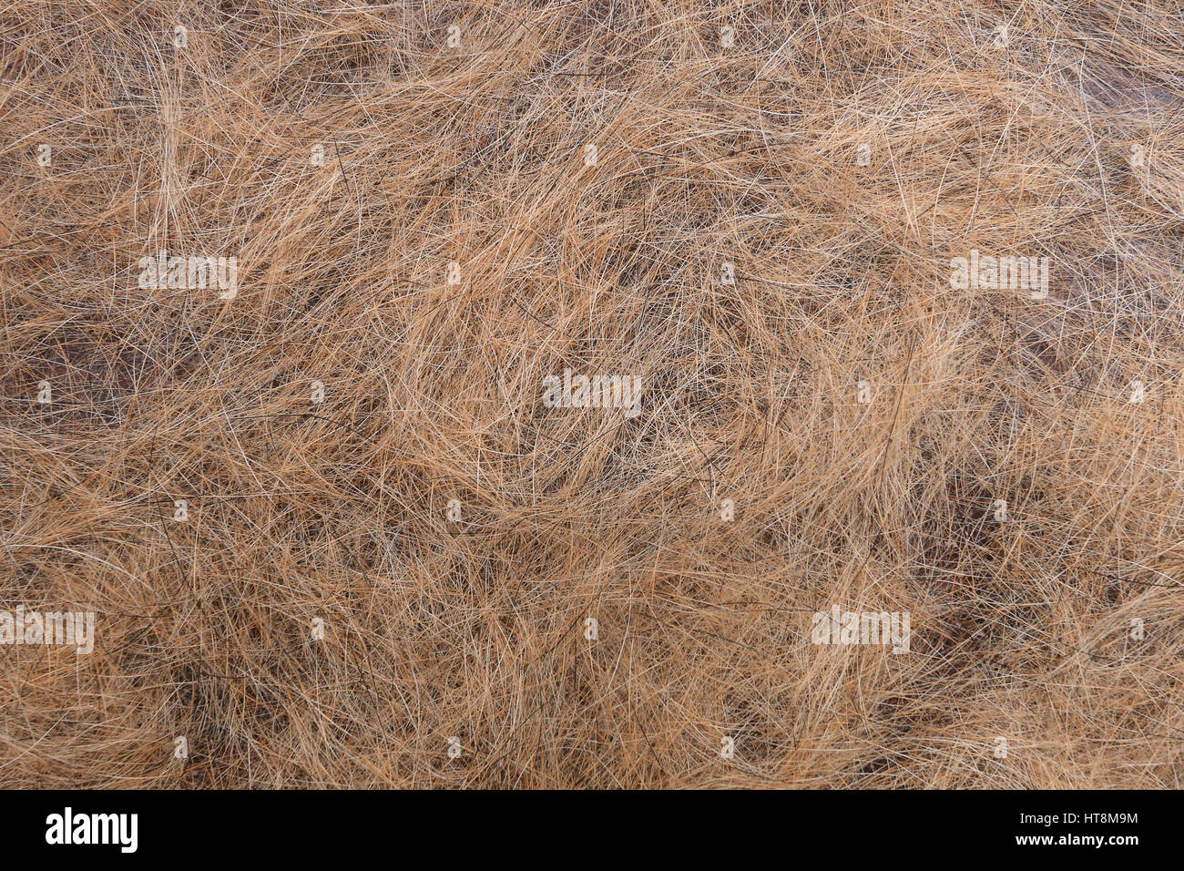Poils de chien libre. Cheveux chiens après la mue. Beaucoup de chiens brun Cheveux sur parole. Banque D'Images