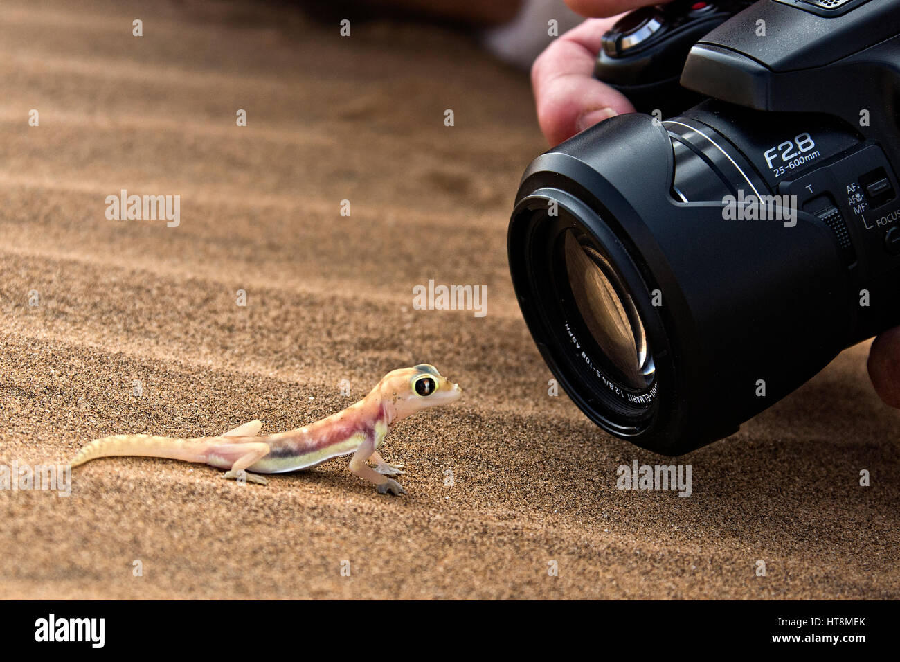 Photographe de près le tournage d'un chauds et colorés Palmato Gecko sur les sables du désert du Namib - vue latérale Banque D'Images