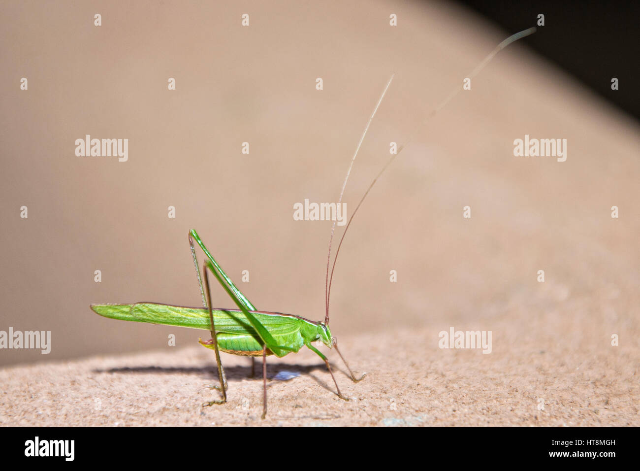 Green cricket bush prêt à sauter Banque D'Images