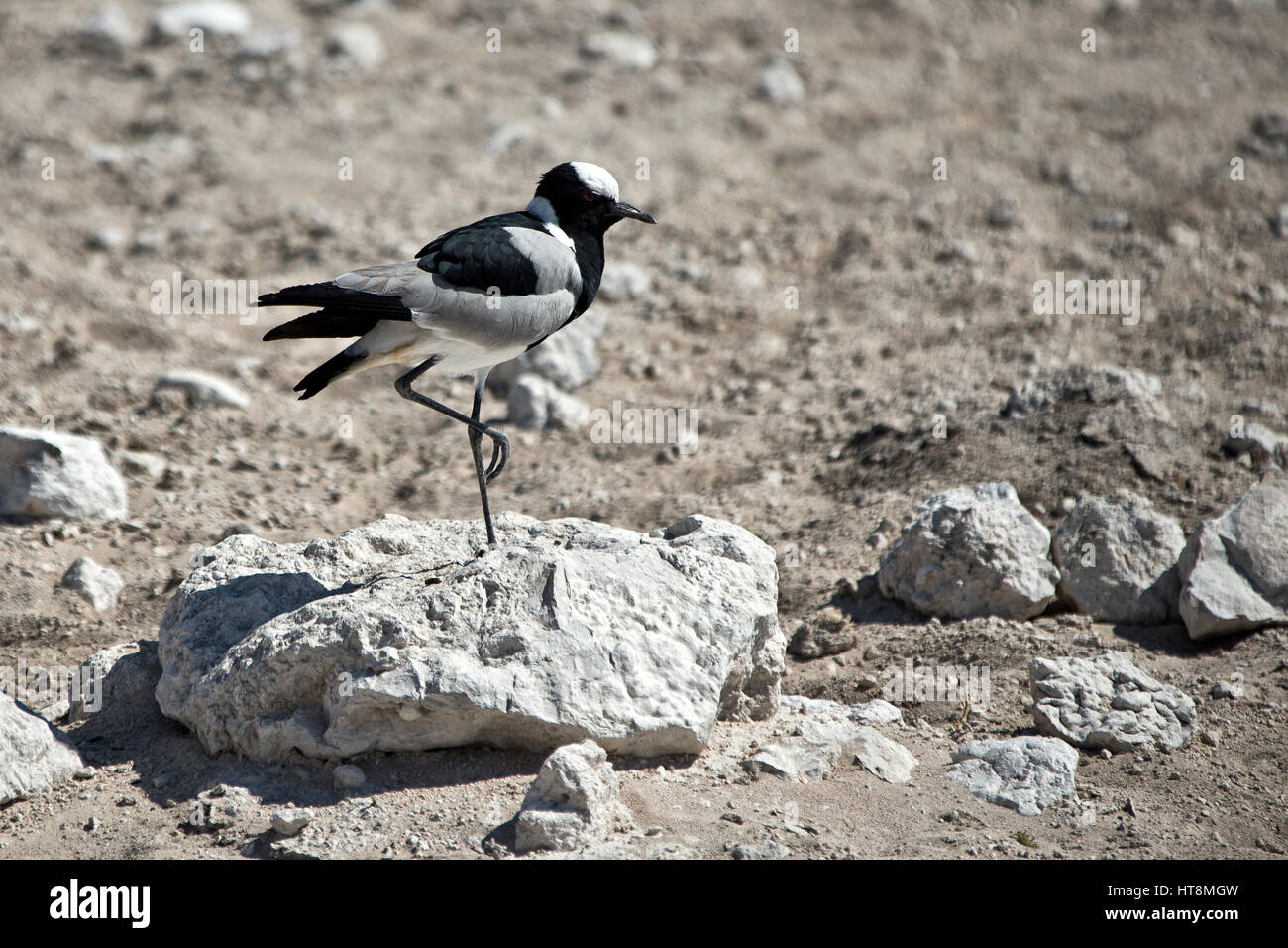 Blacksmith plover ou sociable sur la terre sèche dans le parc d'Etosha Banque D'Images