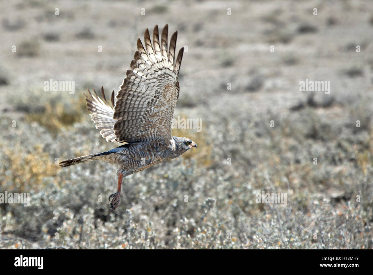 Les jeunes Autour des palombes en vol de chasse Banque D'Images