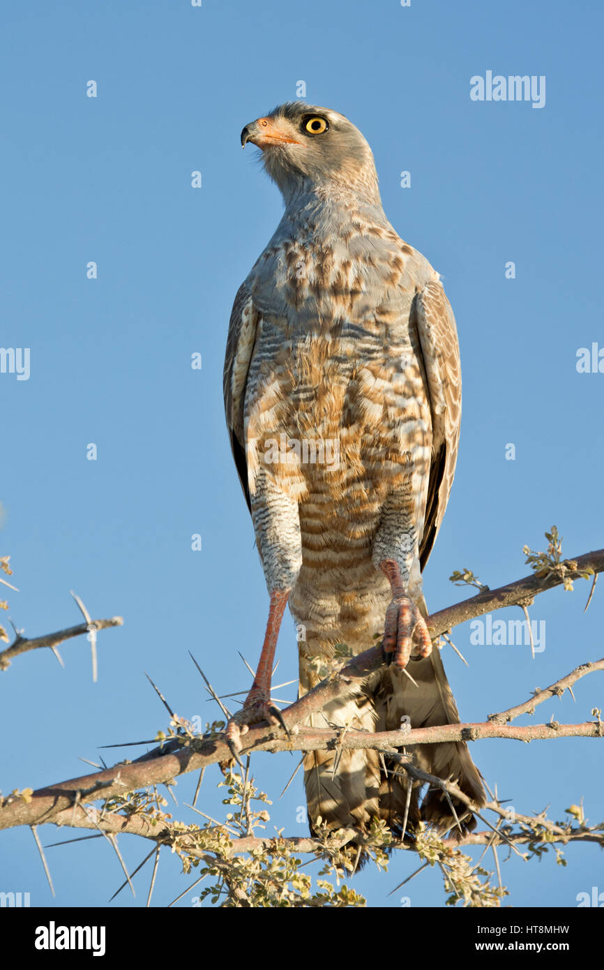 Autour des palombes juvénile perché contre un ciel bleu clair, Banque D'Images