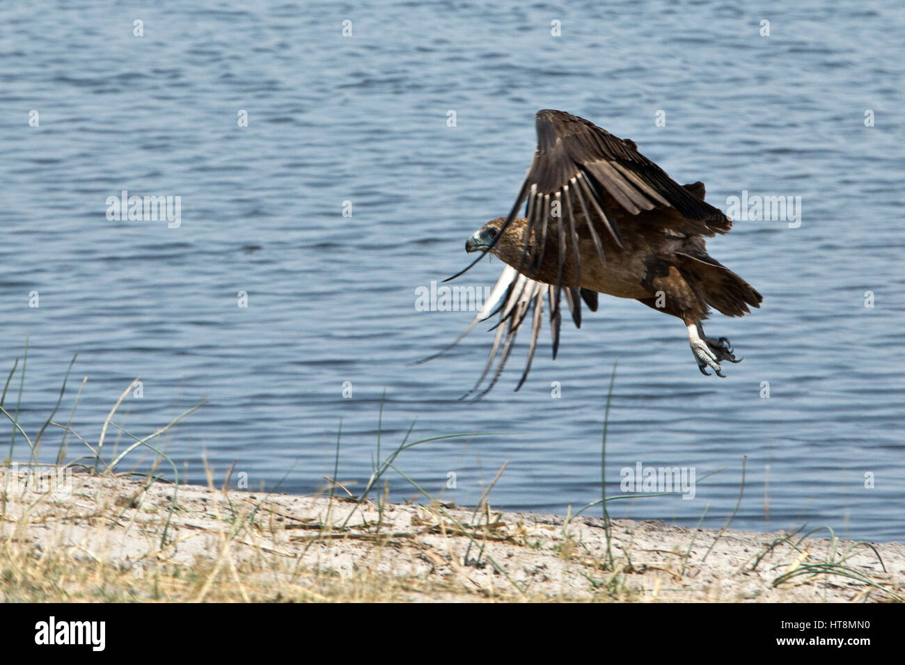 Aigle volant au-dessus de l'eau dans la région de Caprivi Banque D'Images