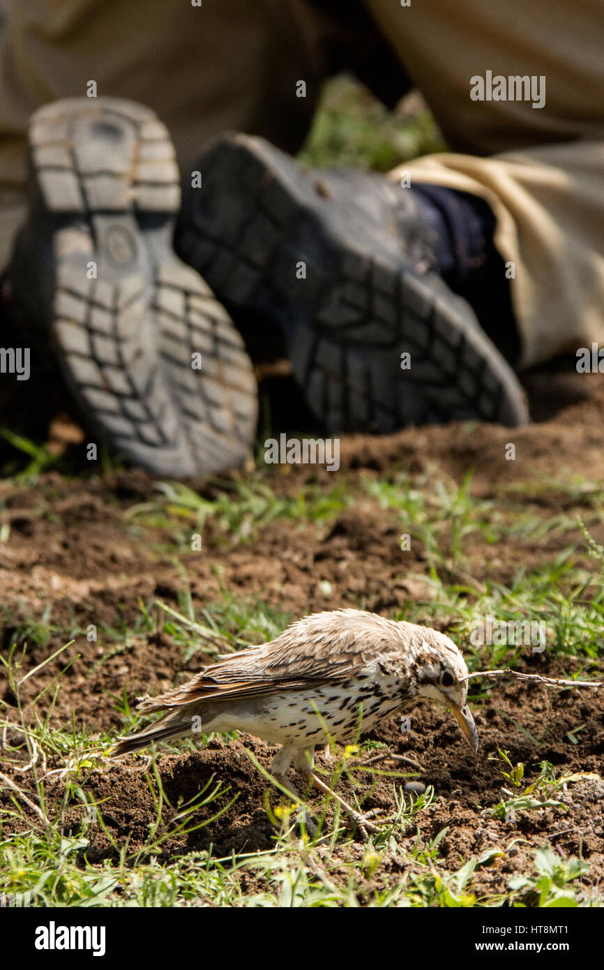 Un jardinier au travail tandis qu'un sol grive racloir supervise et tire pleinement parti des insectes déterrés Banque D'Images