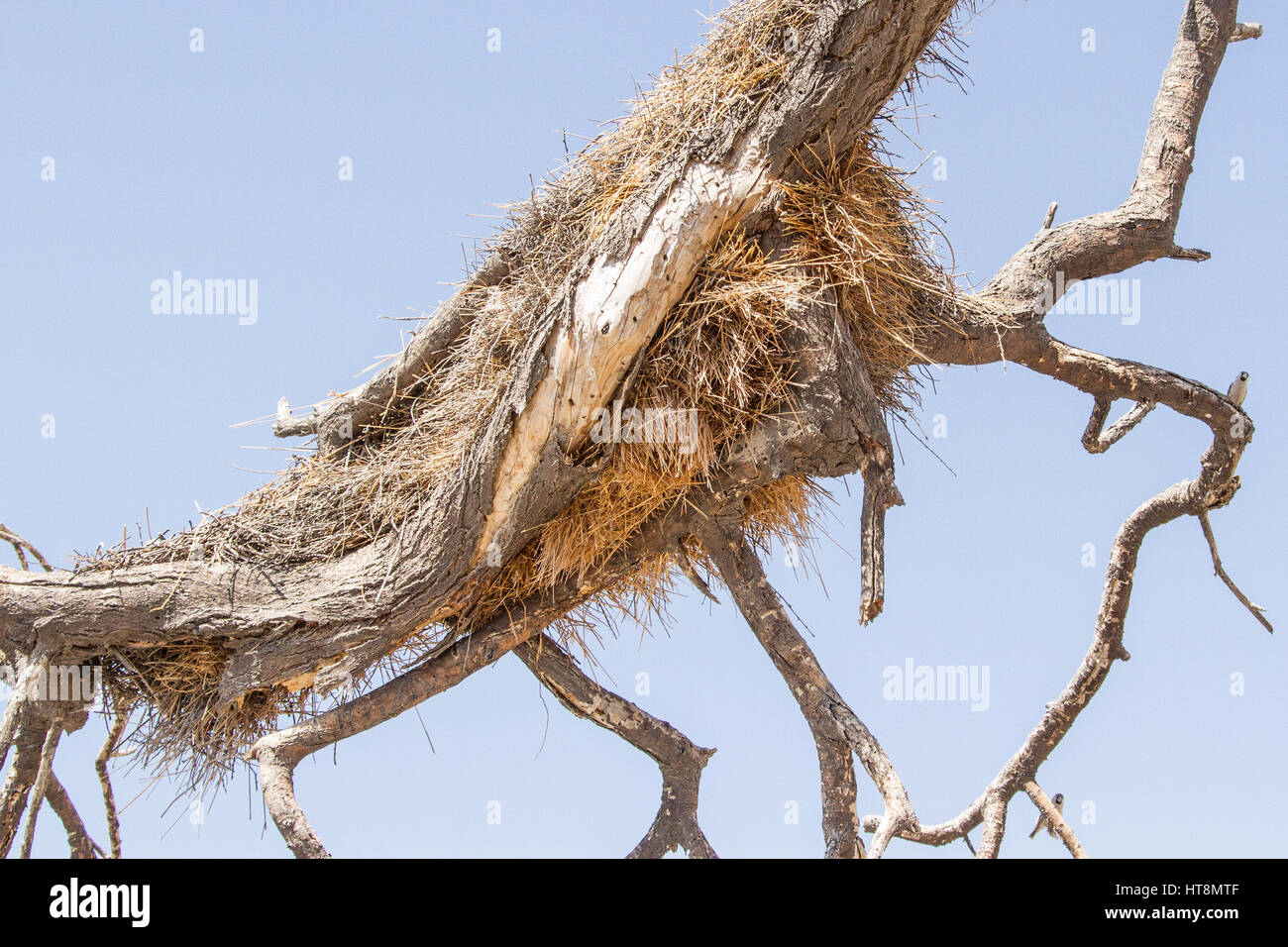 Le grand nid sociable de tisserands à Okakuejo Waterhole était trop grand pour la branche qui s'est effondrée. Les tisserands se mirent immédiatement à reconstruire. Banque D'Images