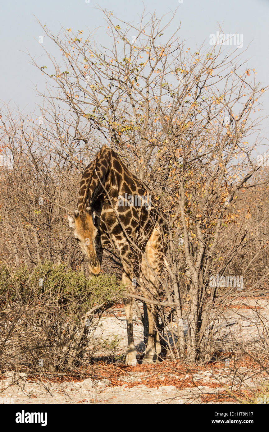 Une girafe dans la saison sèche trouve quelques shoots sur un bas bush Banque D'Images