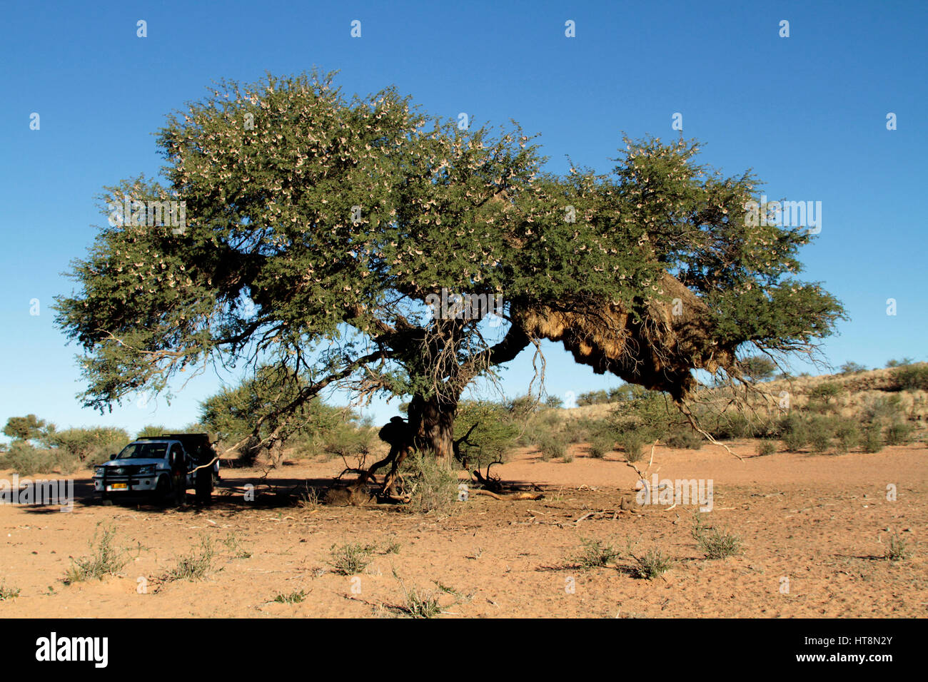 Camel Thorn Tree avec les coupelles de semences et big sociable weaver nest Banque D'Images