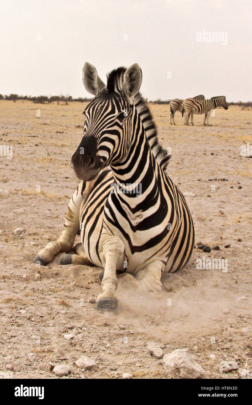 Zebra fixant mais alert Banque D'Images