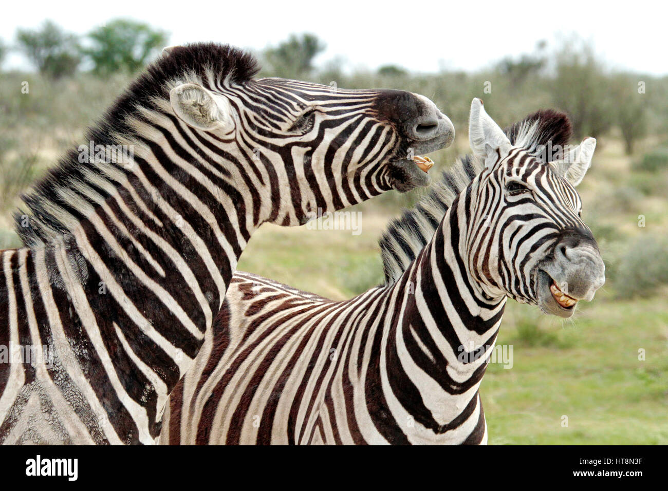 Deux zebra mise au rebut en parc d'Etosha, Namibie Banque D'Images