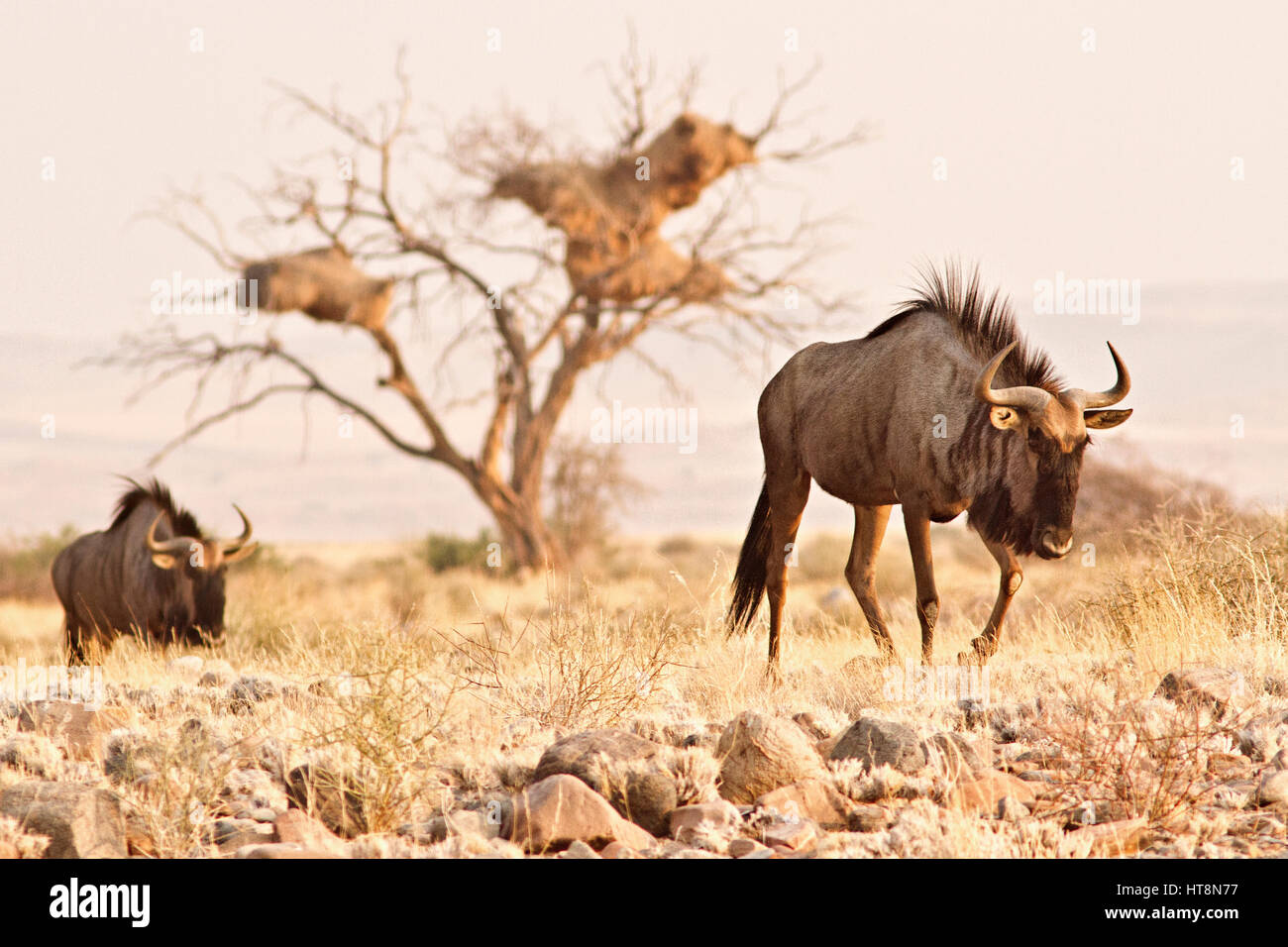Deux gnous plod par un républicain social nichent dans le sud de la Namibie Banque D'Images