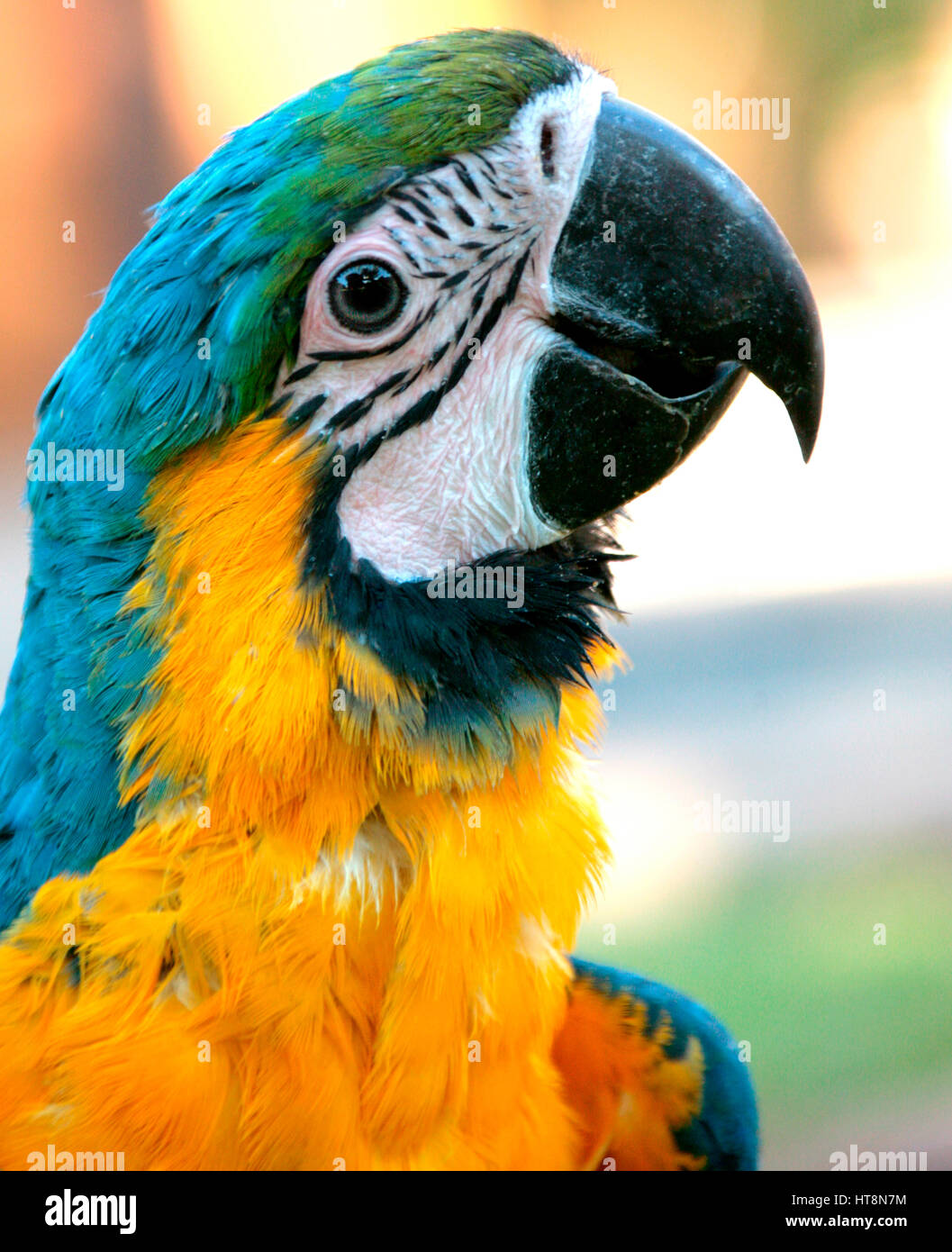Un perroquet ara bleu et jaune head shot Banque D'Images