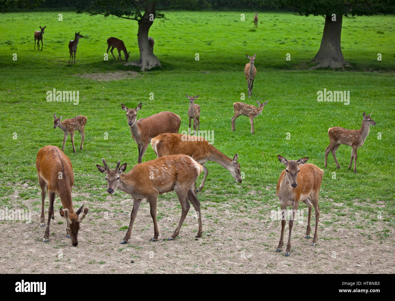 Red Deer (Cervus elaphus) troupeau Banque D'Images