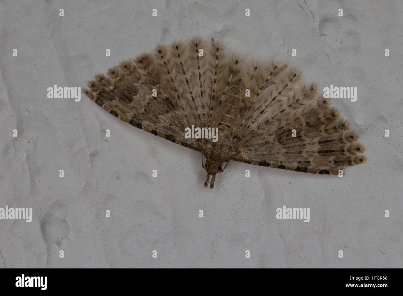 Geißblattgeistchen, Überwinterung im Haus, Geißblatt-Geistchen Geissblattgeistchen Geissblatt-Geistchen,,, Alucita hexadactyla, Alucita polydactyla, P Banque D'Images