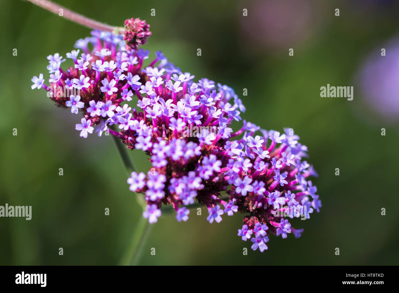 Fleurs violet vif close-up. Concept de la belle nature, l'été l'arrière-plan. Saisons, jardinage, admirant les fleurs Banque D'Images
