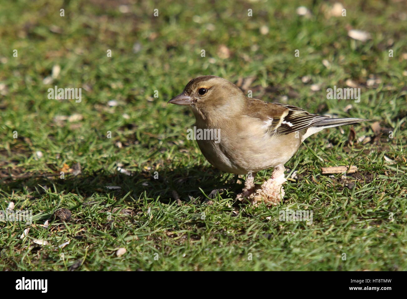 Chaffinch nourrir sur le terrain Banque D'Images