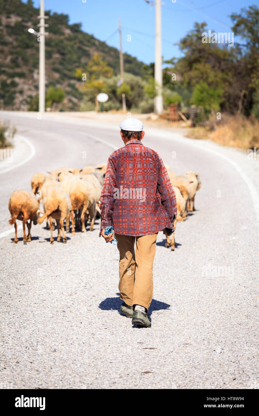 Berger sur la route avec les chèvres, Selimiye, Bozburun Peninsula, Turquie Banque D'Images