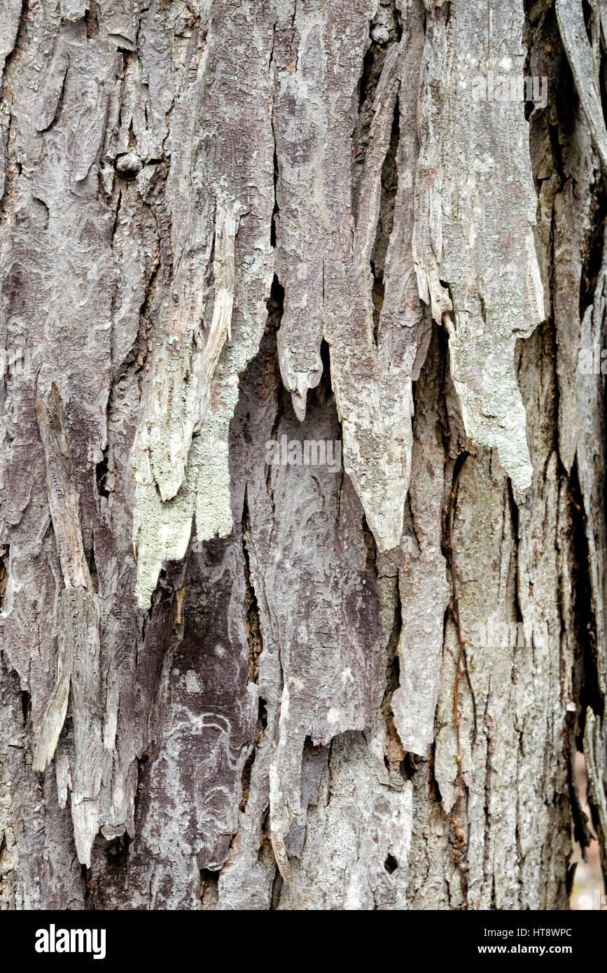 Le caryer l'écorce des arbres close up résumé la texture. Banque D'Images