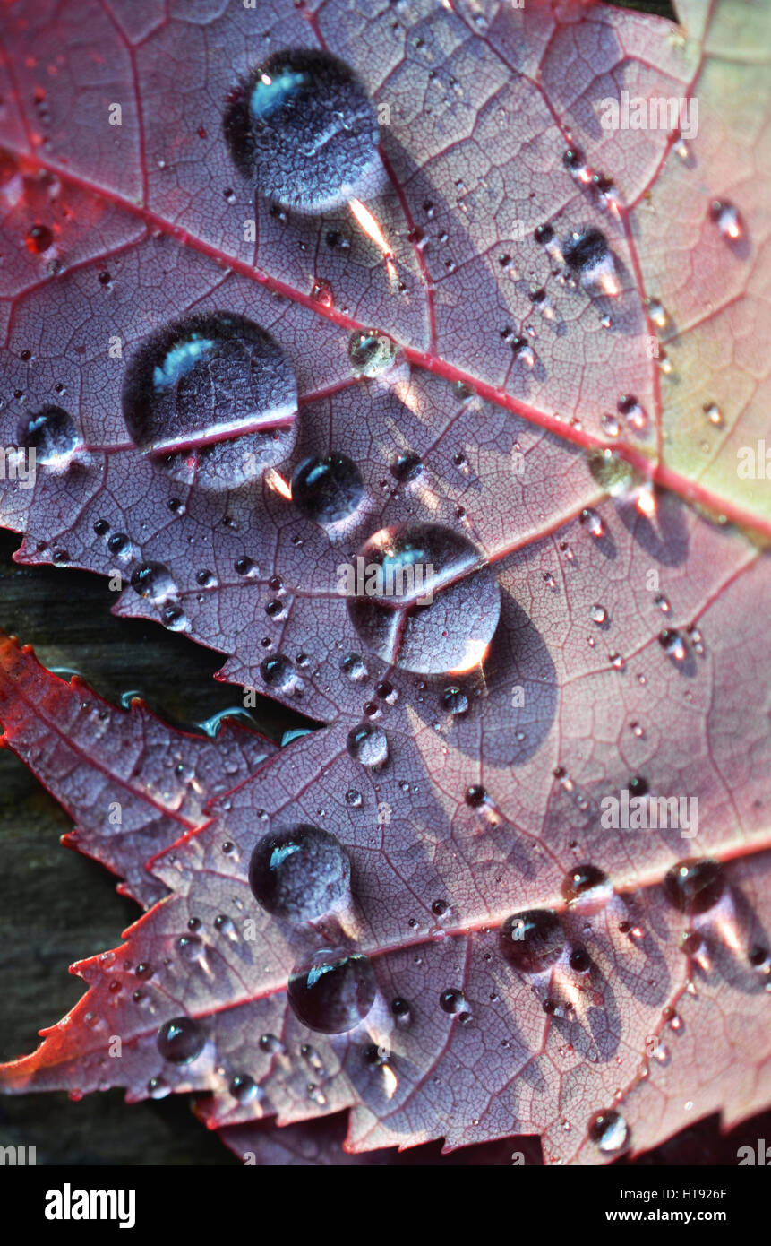 La lumière se reflétant sur close up of autumn leaf avec gouttes de Banque D'Images