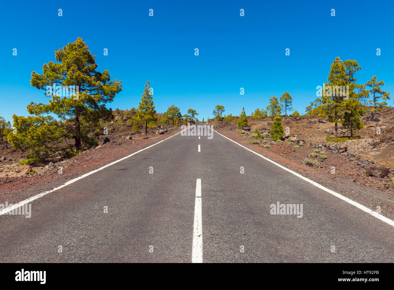 Route à travers un paysage volcanique de pins dans la région de Parque Nacional del Teide, Tenerife, Canaries, Espagne Banque D'Images