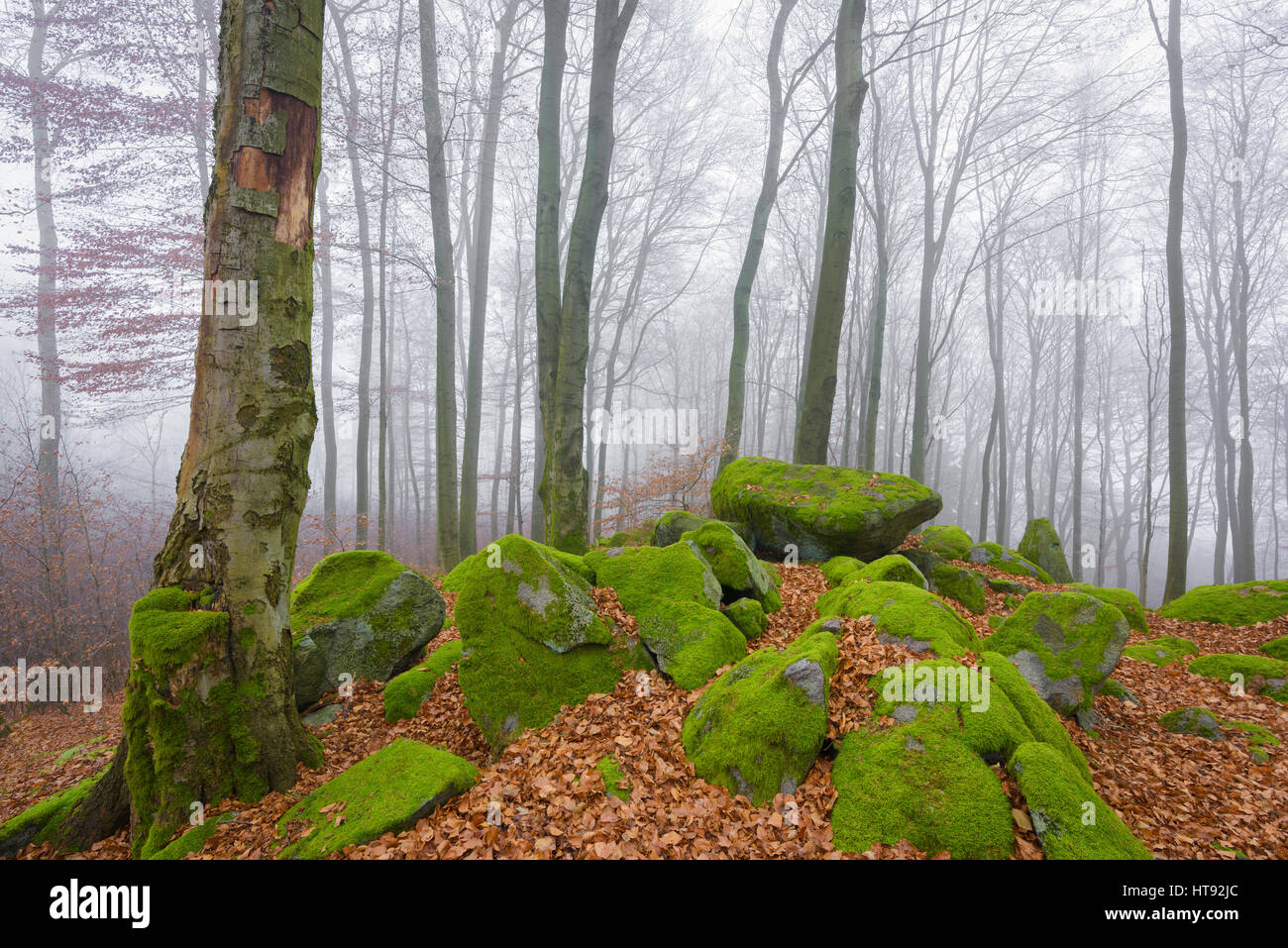 Forêt de hêtres (Fagus sylvatica) et de felsenmeer Morning Mist, Odenwald, Hesse, Allemagne Banque D'Images