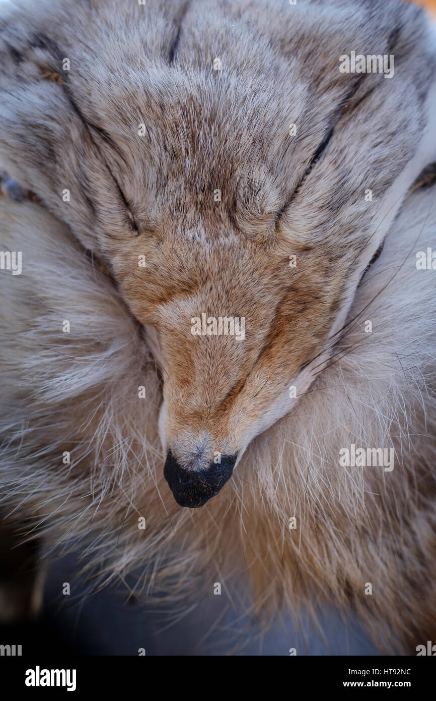 Le Coyote (Canis latrans) fourrure fourrure / close-up / libre montrant la tête, le visage, les yeux, et le nez, London, Ontario, Canada. Banque D'Images