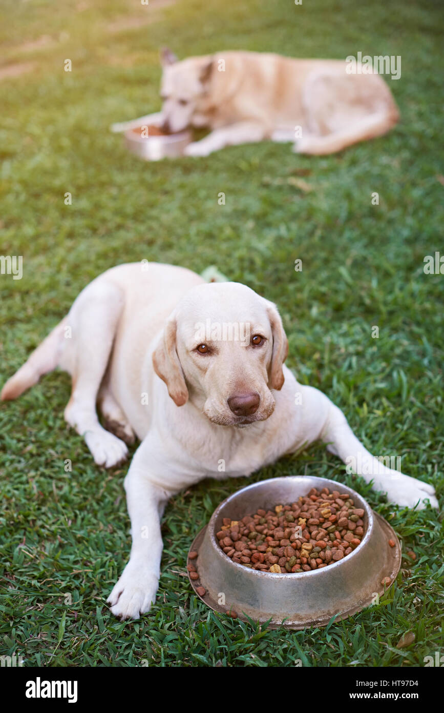 Les chiens de manger sur l'herbe verte park à partir de la plaque de métal de journée ensoleillée Banque D'Images