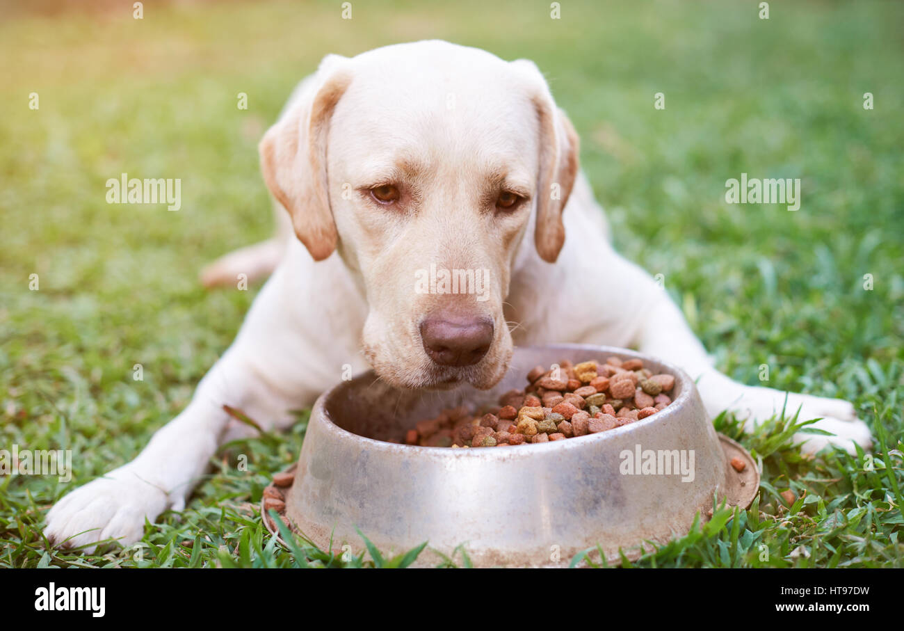 Gros plan du labrador brun avec bol en métal avec de la nourriture sur l'herbe verte sur fond flou journée ensoleillée Banque D'Images