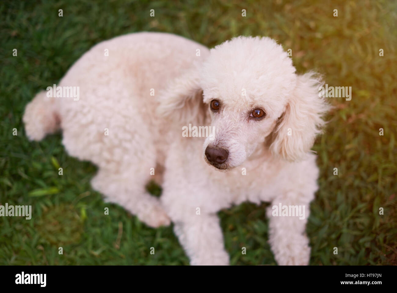 Caniche blanc portant sur l'herbe verte du parc. Cute white dog looking up Banque D'Images