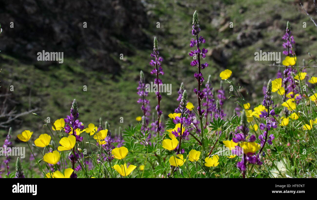 Arizona Lupins et coquelicots de Californie avec fond de montagne désert vert Banque D'Images