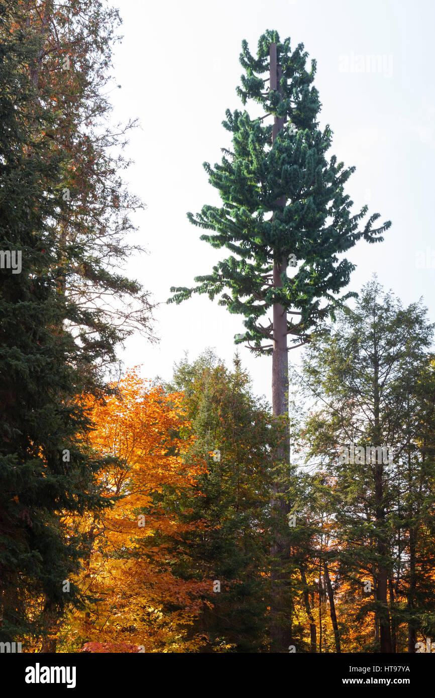 Une tour de téléphonie cellulaire sous la forme d'un arbre dans le parc provincial Algonquin, en Ontario, Canada. Banque D'Images