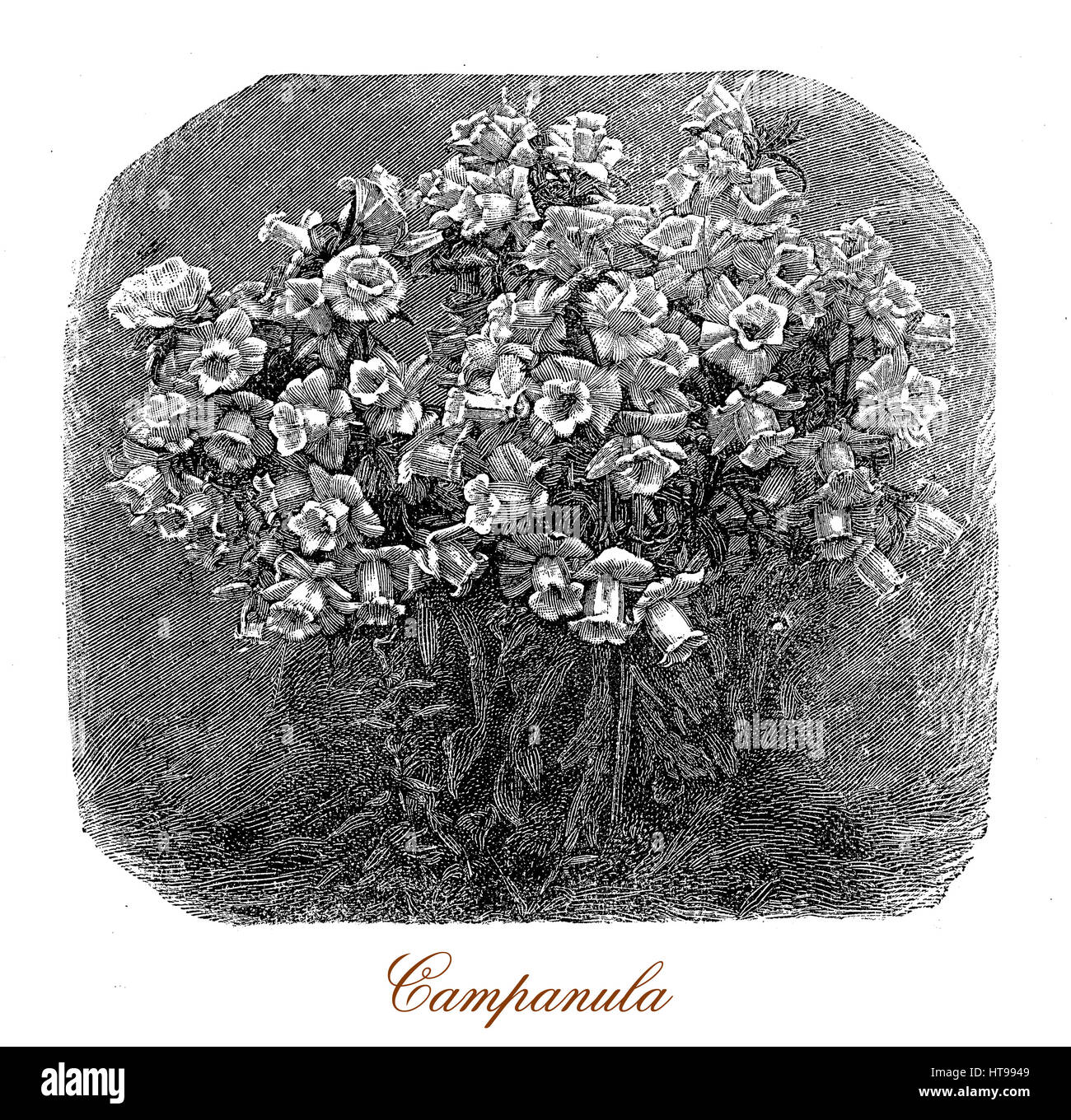 Vintage gravure d'un tas de bellflower campanula ou des plantes dans le jardin, très décoratif pour la forme de cloche fleurs, habituellement bleu ou violet Banque D'Images