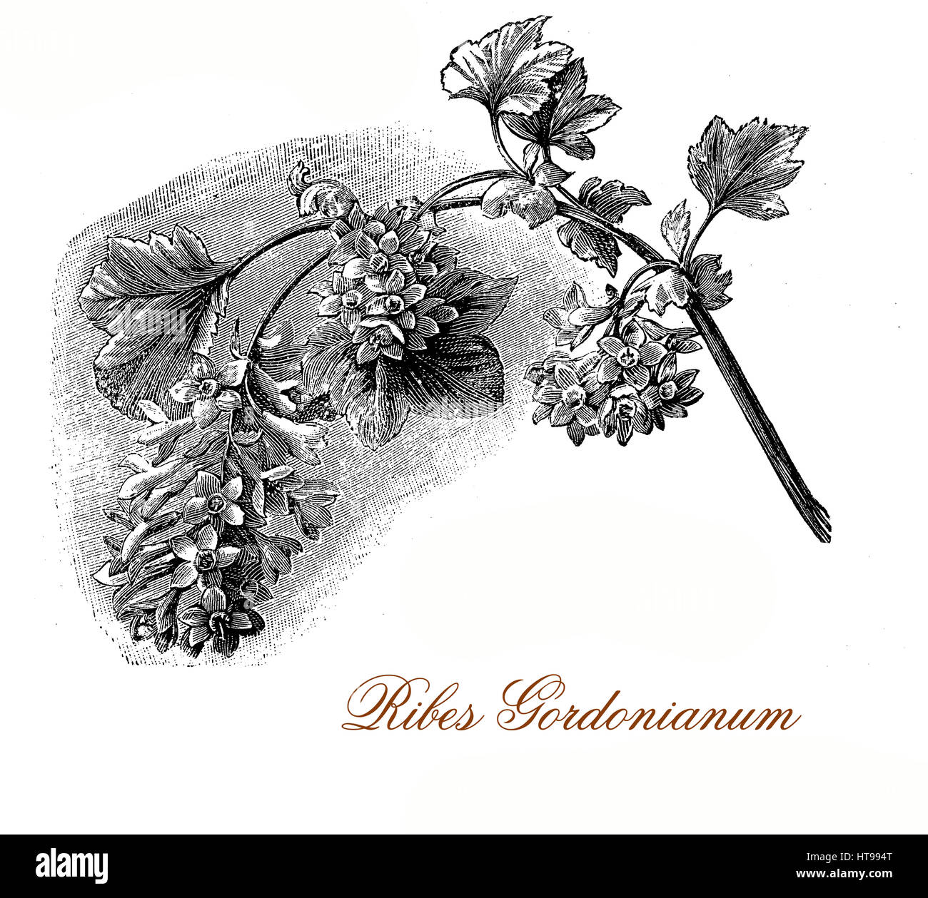 Vintage gravure de Ribes x gordonianum, groseillier à fleurs parfumées rouge cuivre avec des fleurs en grappes pendantes denses Banque D'Images