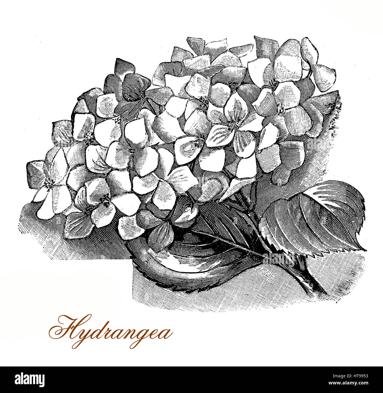 Vintage gravure d'hydrangea ou hortensia avec de belles flowerheads cultivé comme plante ornementale Banque D'Images