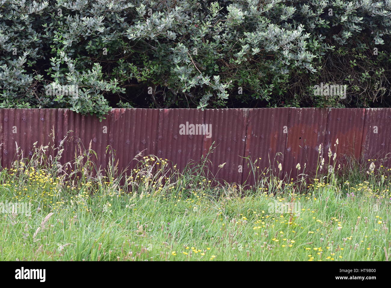 Panneaux de clôture faite de tôle ondulée rouillée avec herbe devant et derrière les arbres. Banque D'Images