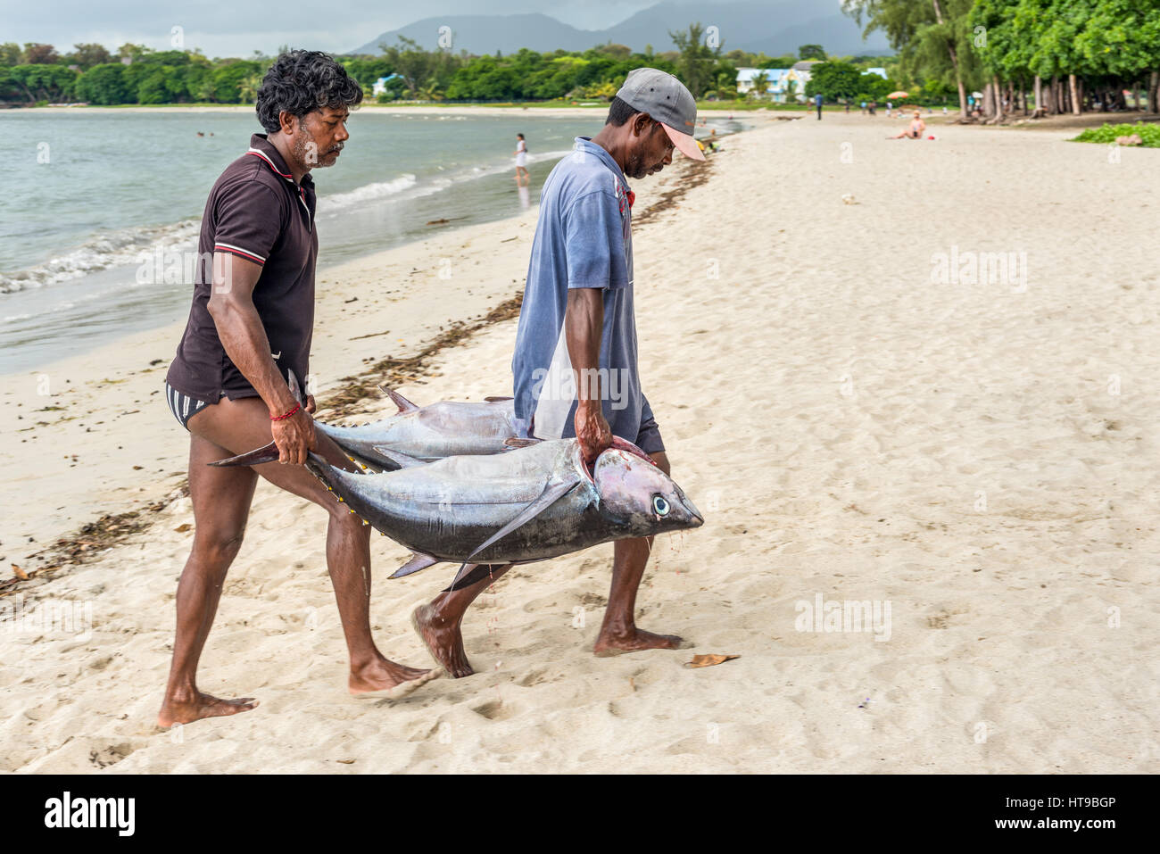Tamarin, Ile Maurice - le 10 décembre 2015 : les pêcheurs portent deux gros thons sur la plage de la baie de Tamarin à l'Ile Maurice. Banque D'Images
