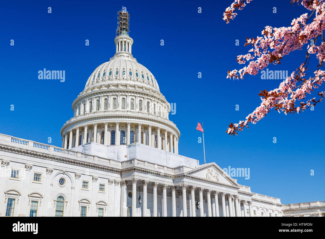 Capitole plus de ciel bleu avec blooming cherry on foreground Banque D'Images