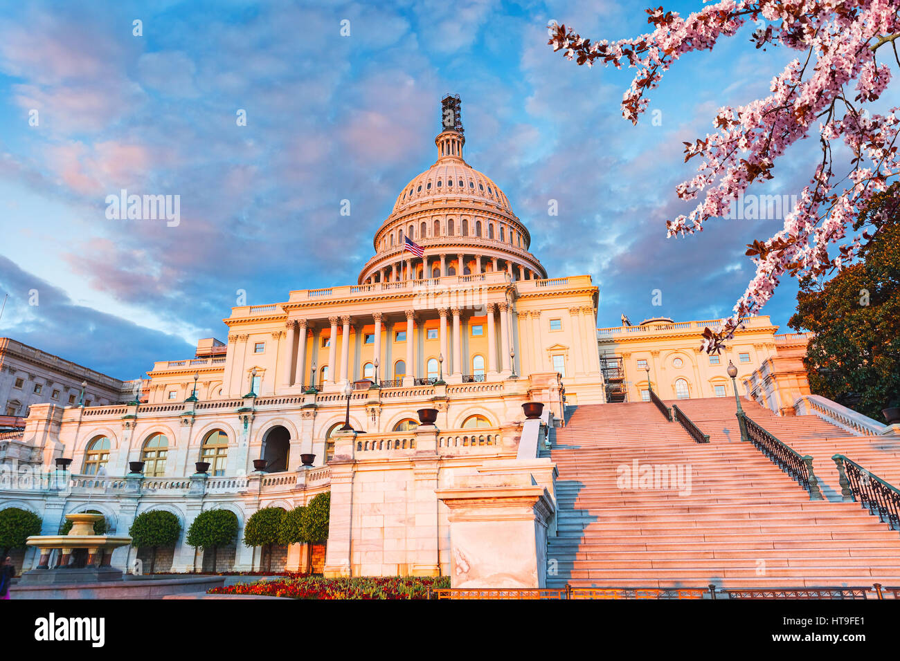 Capitole au coucher du soleil à blooming cherry on foreground Banque D'Images