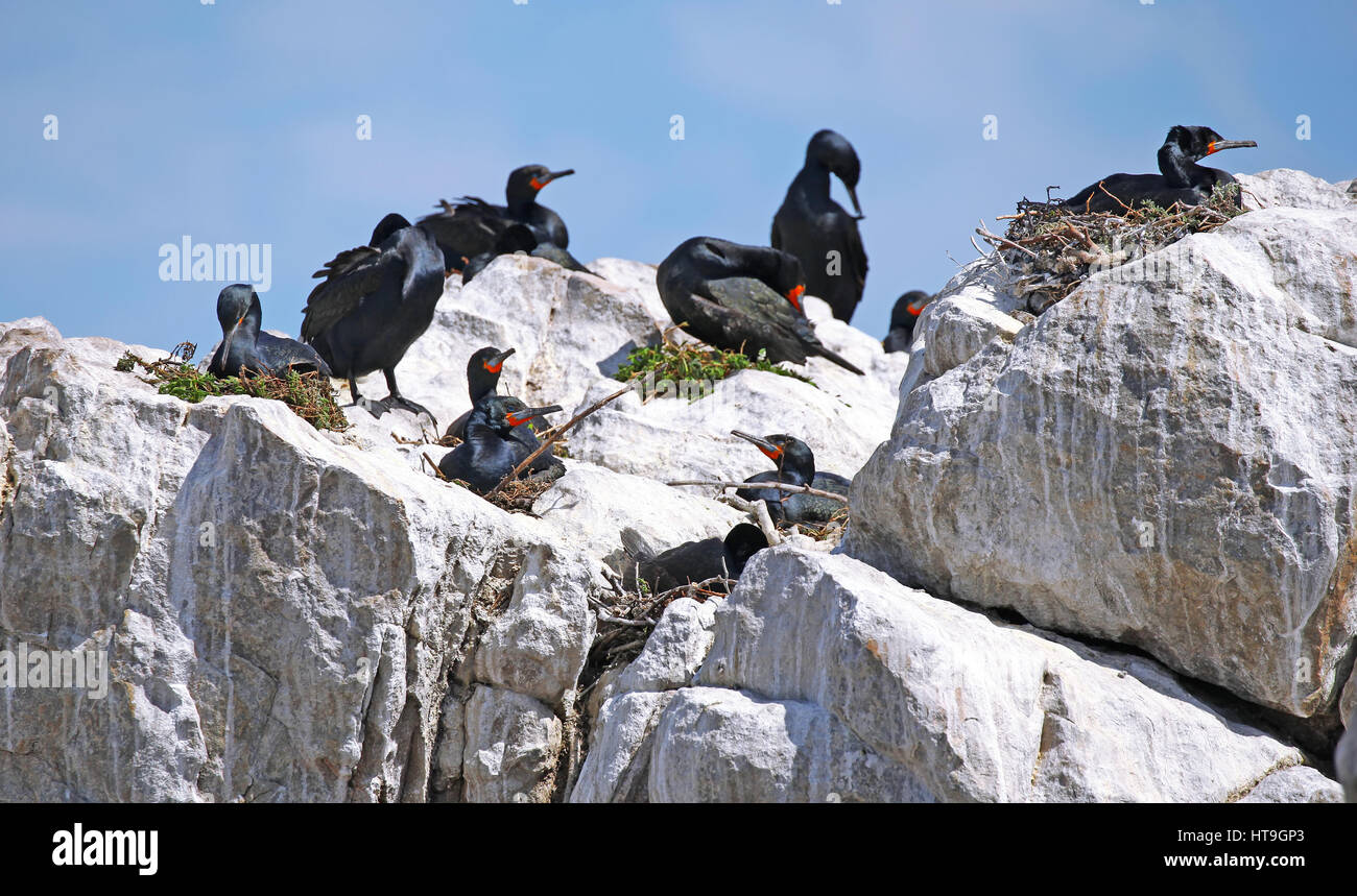 Les cormorans du Cap, Afrique du Sud Banque D'Images
